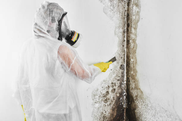 Best Mold Damage Repair  in South Apopka, FL