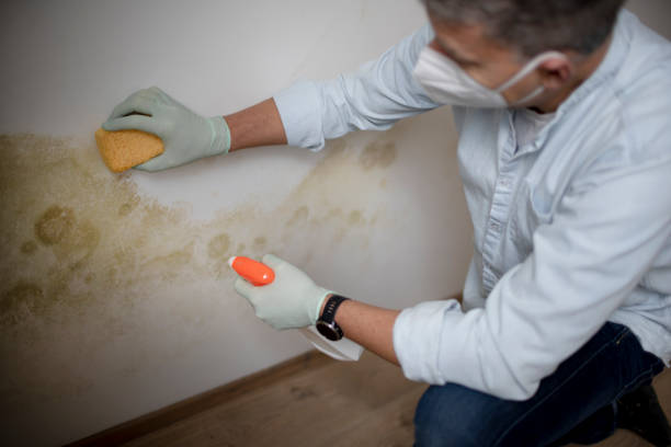 Best Toxic Mold Removal  in South Apopka, FL