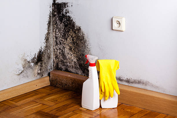 Attic Mold Removal in South Apopka, FL